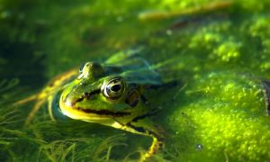 rana-nadando_1160-13