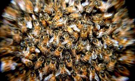 bees-276190_960_720