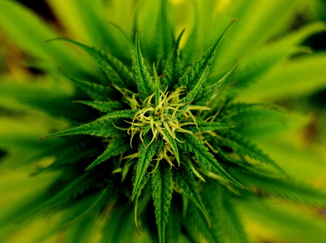 flor-de-la-planta-de-marihuana_121-101796