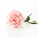 rosa-y-rosa-blanca_1339-1132