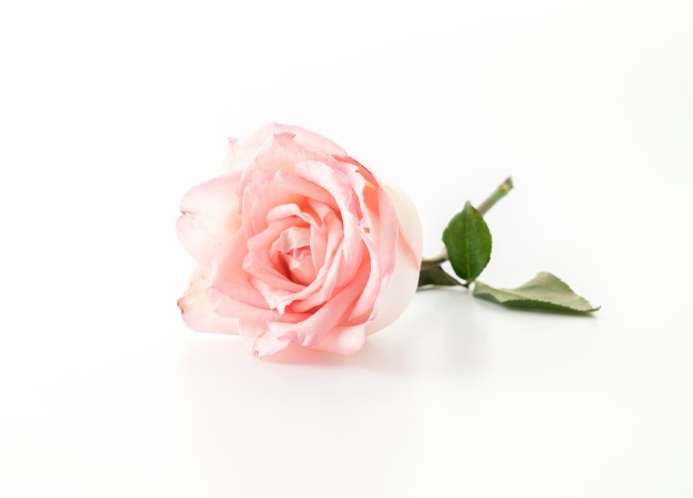 rosa-y-rosa-blanca_1339-1132