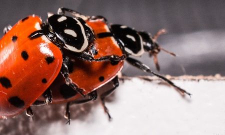 ladybugs-2206962_960_720