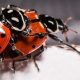 ladybugs-2206962_960_720