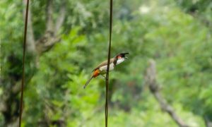bird-photography-naturaleza-pajaro-carpintero-fauna-pajaros_1376-15